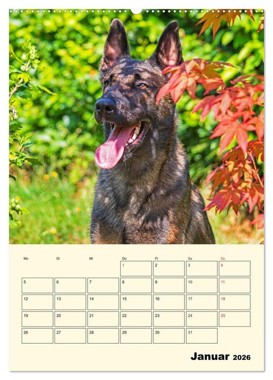 Produktbild: Familienplaner Tausendsassa Malinois (Wandkalender 2026 DIN A2 hoch), CALVENDO Monatskalender