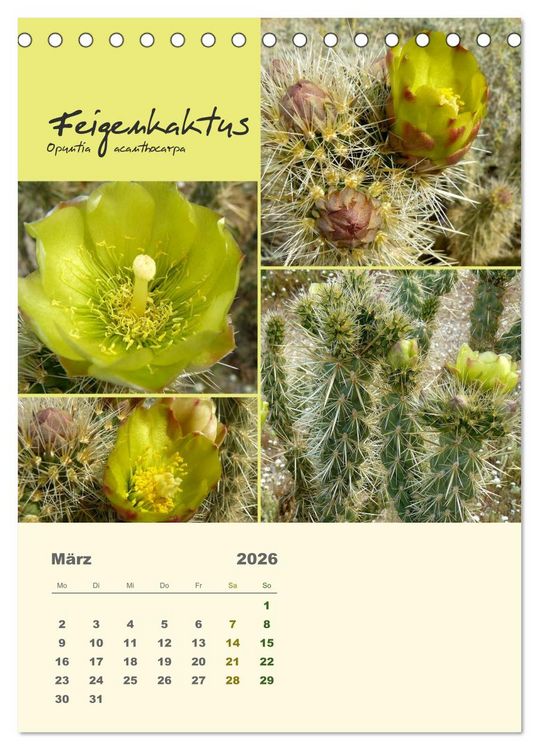 Produktbild: Kakteen der US-S&uuml;dweststaaten (Tischkalender 2026 DIN A5 hoch), CALVENDO Monatskalender
