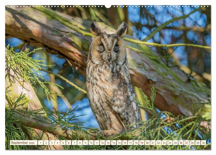 Produktbild: Eulen in Franken (hochwertiger Premium Wandkalender 2026 DIN A2 quer), Kunstdruck in Hochglanz