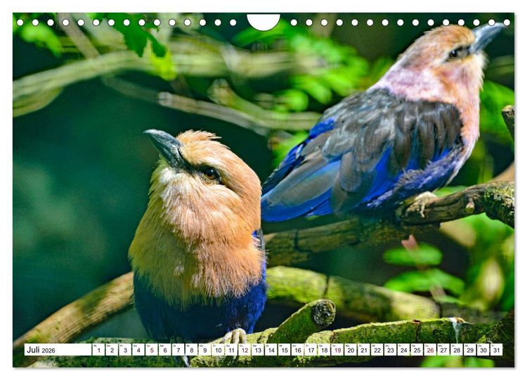 Produktbild: Bunte Vielfalt in der Vogelwelt (Wandkalender 2026 DIN A4 quer), CALVENDO Monatskalender