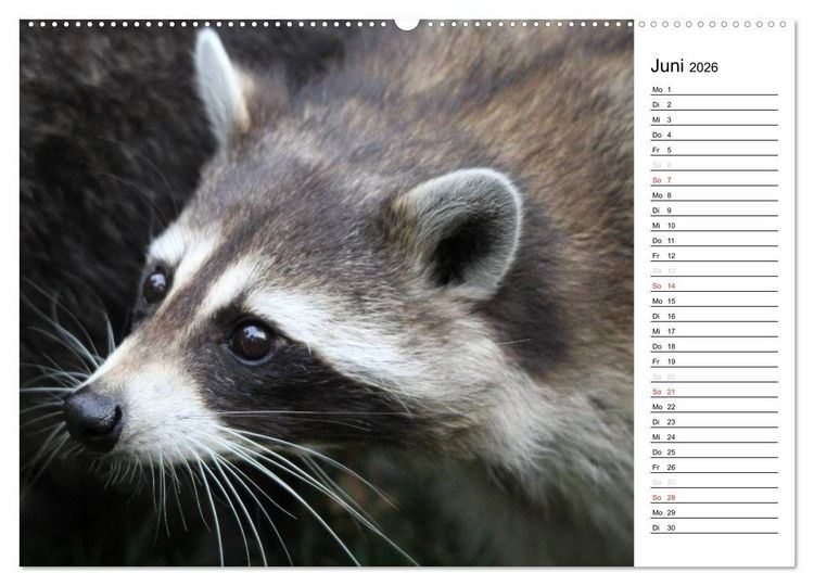 Produktbild: Der kleine R&auml;uber mit Maske - Waschb&auml;ren (Wandkalender 2026 DIN A2 quer), CALVENDO Monatskalender