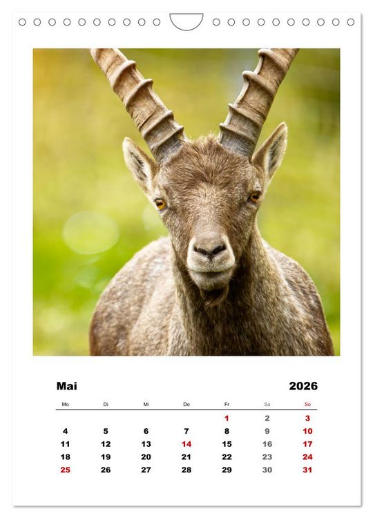 Produktbild: Alpen-Steinb&ouml;cke, imposante Horntr&auml;ger (Wandkalender 2026 DIN A4 hoch), CALVENDO Monatskalender