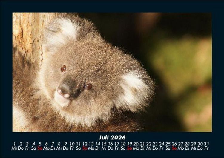 Produktbild: Koala 2026 Fotokalender DIN A5