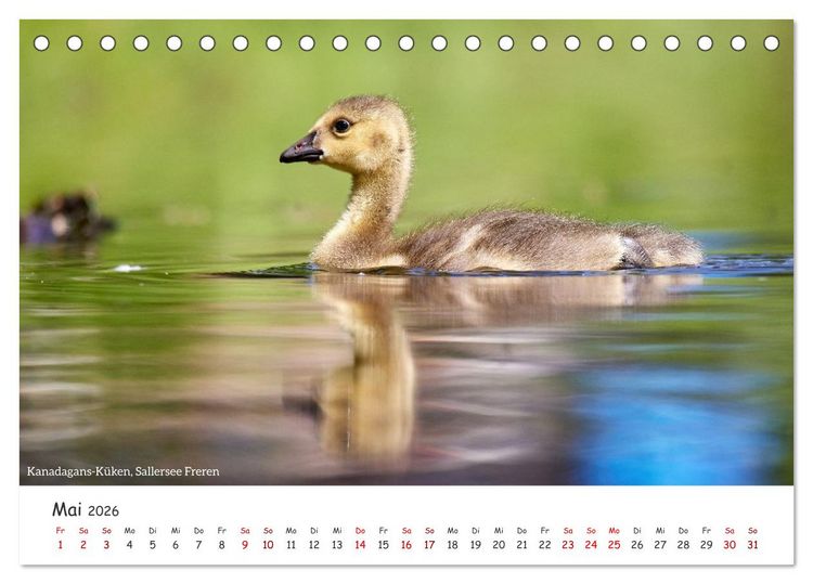 Produktbild: Emsland Impressionen (Tischkalender 2026 DIN A5 quer), CALVENDO Monatskalender