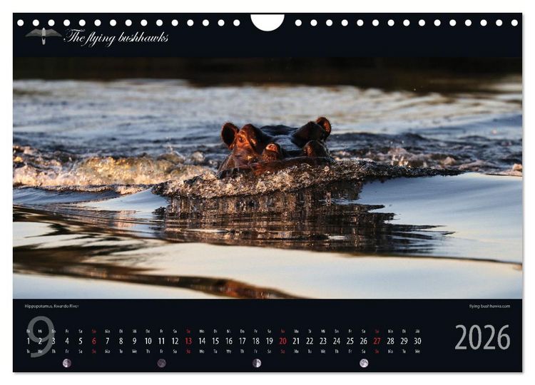 Produktbild: Botswana Blickwinkel 2026 (Wandkalender 2026 DIN A4 quer), CALVENDO Monatskalender