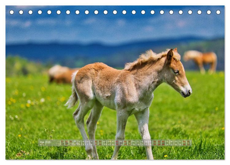 Produktbild: Haflinger Pferde in Th&uuml;ringen (Tischkalender 2026 DIN A5 quer), CALVENDO Monatskalender