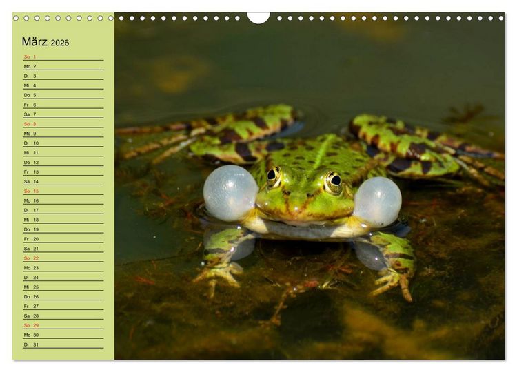 Produktbild: Frosch m&uuml;sste man sein! (Wandkalender 2026 DIN A3 quer), CALVENDO Monatskalender