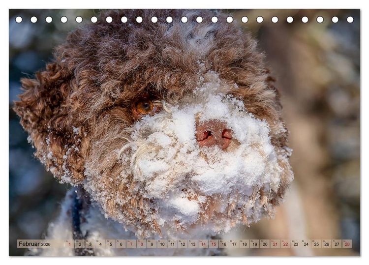 Produktbild: Lagotto Romagnolo in den Alpen 2026 (Tischkalender 2026 DIN A5 quer), CALVENDO Monatskalender