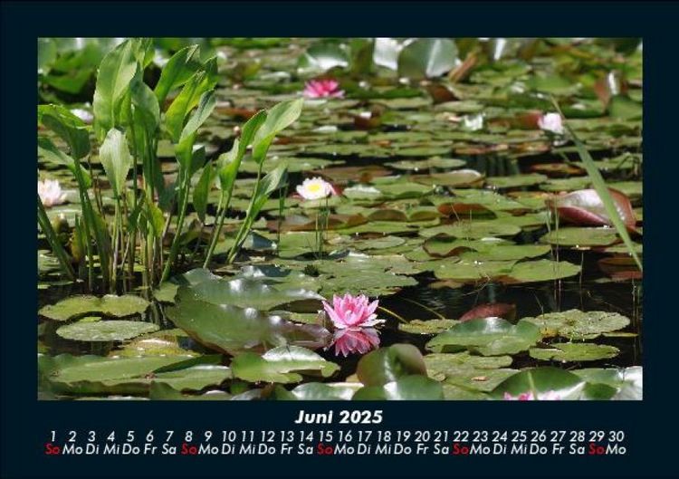 Produktbild: Pflanzen und Bl&uuml;ten 2025 Fotokalender DIN A5