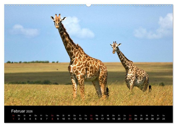 Produktbild: GIRAFFEN - Liebliche Riesen der afrikanischen Savanne (Wandkalender 2026 DIN A2 quer), CALVENDO Monatskalender