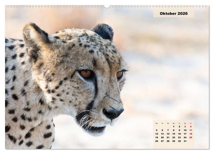Produktbild: Raubkatzen - L&ouml;we, Gepard, Leopard (hochwertiger Premium Wandkalender 2026 DIN A2 quer), Kunstdruck in Hochglanz