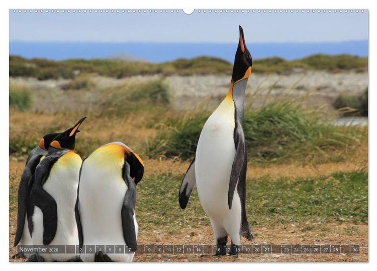 Produktbild: Pinguine in Patagonien (Wandkalender 2026 DIN A2 quer), CALVENDO Monatskalender