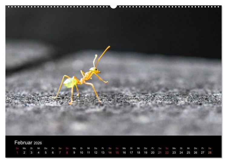 Produktbild: Australien, tierischer Kontinent (Wandkalender 2026 DIN A2 quer), CALVENDO Monatskalender