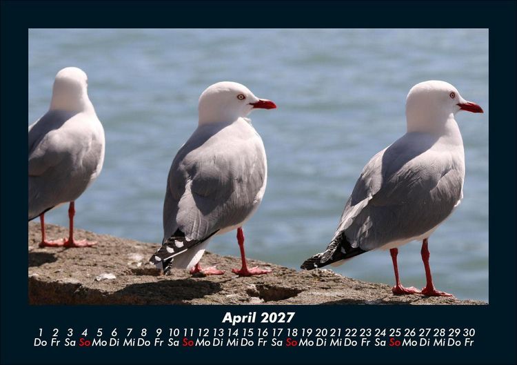 Produktbild: Tiere in der Wildnis 2027 Fotokalender DIN A5