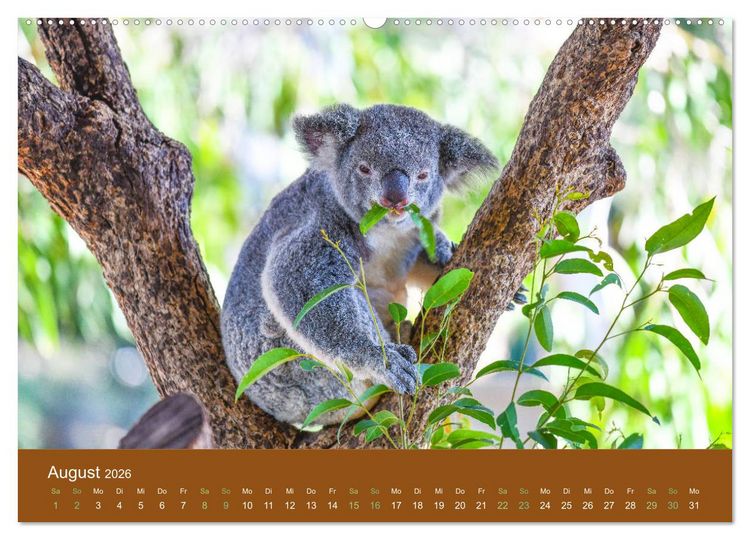 Produktbild: Koalas, putzige Gesellen (Wandkalender 2026 DIN A2 quer), CALVENDO Monatskalender