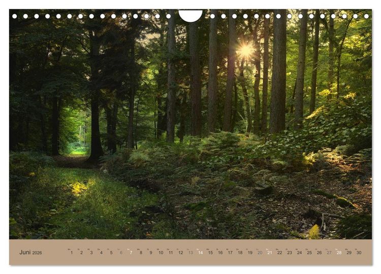 Produktbild: Unser Wald - Magische Sichten in norddeutsche W&auml;lder (Wandkalender 2026 DIN A4 quer), CALVENDO Monatskalender