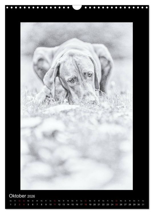Produktbild: Vizsla-Liebe (Wandkalender 2026 DIN A3 hoch), CALVENDO Monatskalender