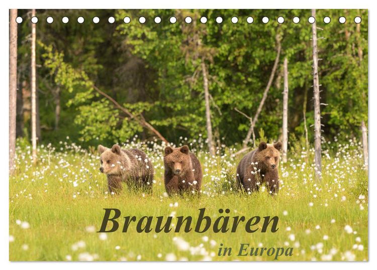Produktbild: Braunb&auml;ren in Europa (Tischkalender 2026 DIN A5 quer), CALVENDO Monatskalender