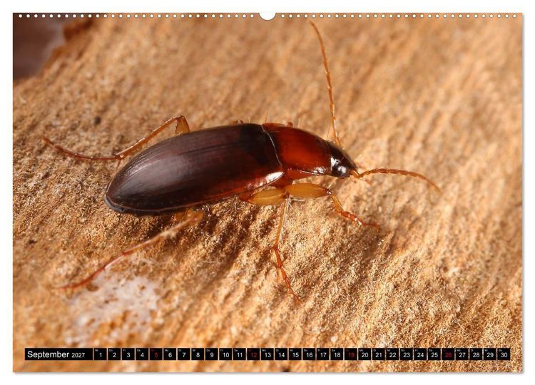 Produktbild: LAUFK&Auml;FER - CARABIDAE (hochwertiger Premium Wandkalender 2027 DIN A2 quer), Kunstdruck in Hochglanz