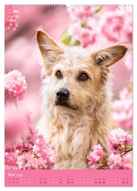 Produktbild: Hundeportraits - Monatskalender (Wandkalender 2026 DIN A2 hoch), CALVENDO Monatskalender