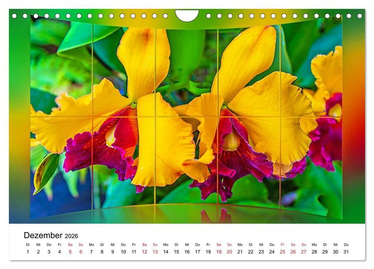 Produktbild: Orchideen Bildergalerie (Wandkalender 2026 DIN A4 quer), CALVENDO Monatskalender