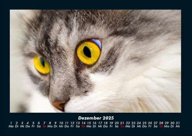 Produktbild: Haustierkalender 2025 Fotokalender DIN A4