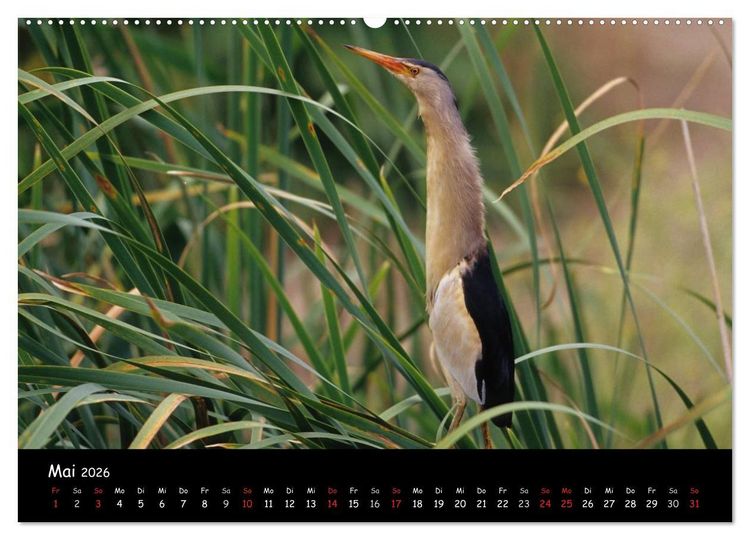 Produktbild: Naturjuwelen - Neusiedler See (Wandkalender 2026 DIN A2 quer), CALVENDO Monatskalender