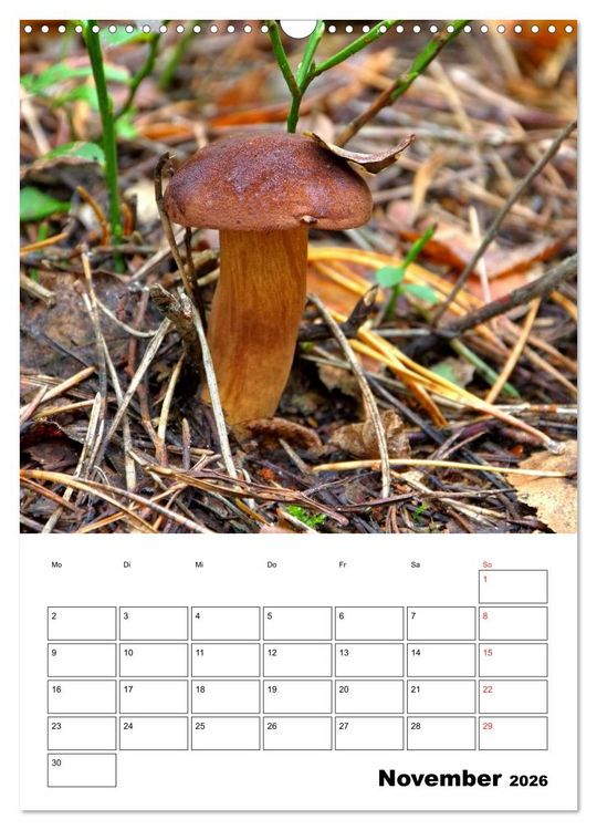 Produktbild: Heimische Waldpilze (Wandkalender 2026 DIN A3 hoch), CALVENDO Monatskalender