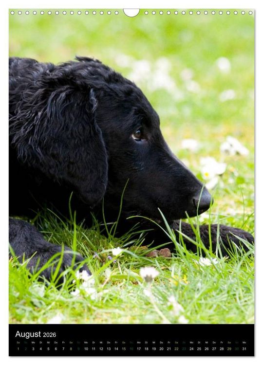 Produktbild: Curly Coated Retriever 2026 (Wandkalender 2026 DIN A3 hoch), CALVENDO Monatskalender