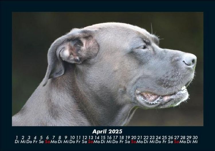 Produktbild: Hundezauber 2025 Fotokalender DIN A5
