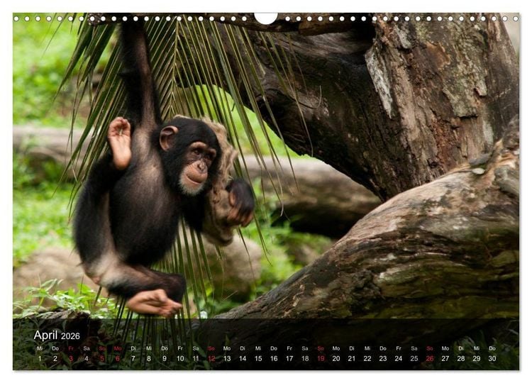 Produktbild: Menschenaffen. Gorillas, Schimpansen, Orang-Utans (Wandkalender 2026 DIN A3 quer), CALVENDO Monatskalender