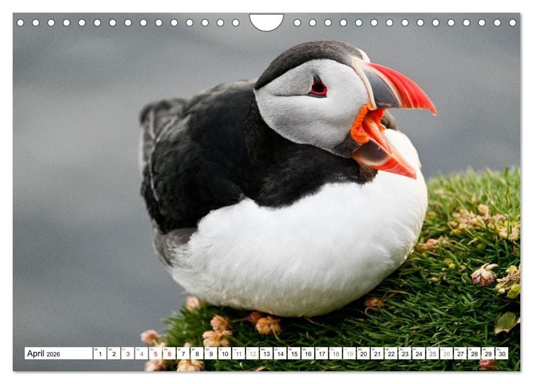 Produktbild: Islands Papageientaucher (Wandkalender 2026 DIN A4 quer), CALVENDO Monatskalender