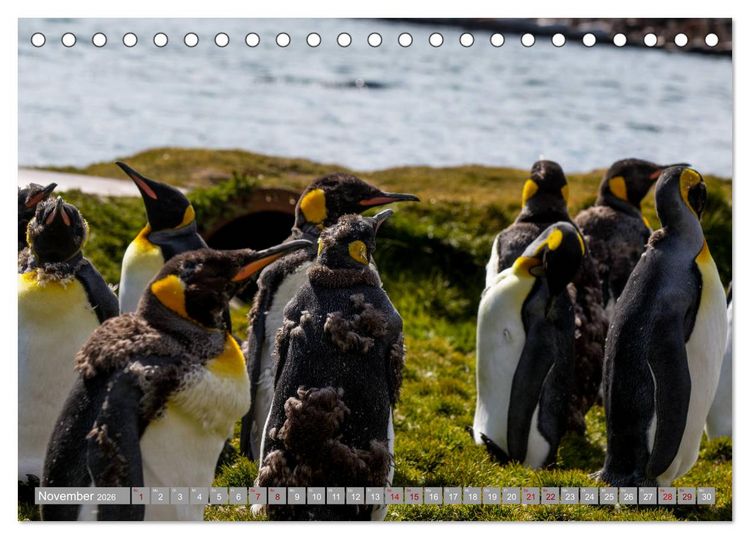 Produktbild: Einfach liebenswert diese Pinguine (Tischkalender 2026 DIN A5 quer), CALVENDO Monatskalender