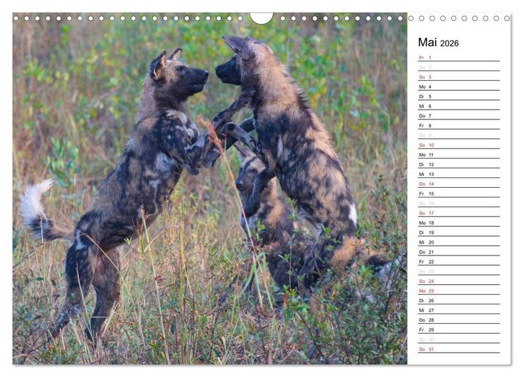 Produktbild: S&uuml;dafrika - Big 5 und mehr (Wandkalender 2026 DIN A3 quer), CALVENDO Monatskalender