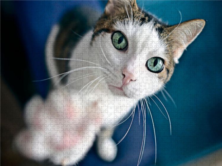 Produktbild: CALVENDO Puzzle Ein Motiv aus dem Kalender Crazy Catz. | 1000 Teile Lege-Gr&ouml;&szlig;e 64x48cm Foto-Puzzle f&uuml;r gl&uuml;ckliche Stunden
