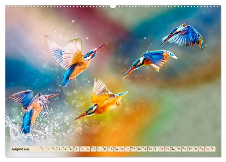 Produktbild: Wundersch&ouml;ner Eisvogel (hochwertiger Premium Wandkalender 2026 DIN A2 quer), Kunstdruck in Hochglanz