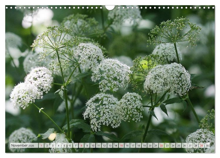 Produktbild: Bl&uuml;tentanz in Wei&szlig; (Wandkalender 2026 DIN A3 quer), CALVENDO Monatskalender