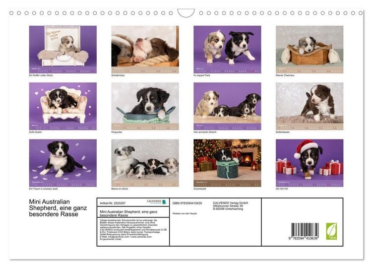 Produktbild: Mini Australian Shepherd, eine ganz besondere Rasse (Wandkalender 2027 DIN A3 quer), CALVENDO Monatskalender