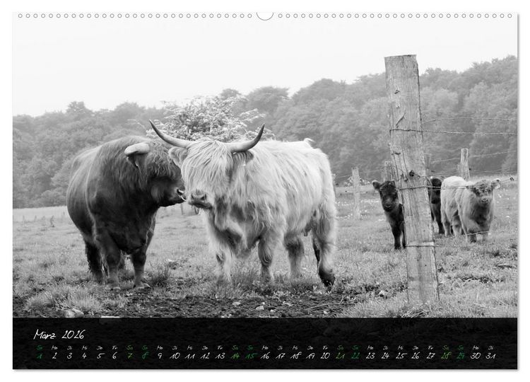 Produktbild: Highland Cattle vom Nordlicht - Faszination Hochland Rind (Wandkalender 2026 DIN A2 quer), CALVENDO Monatskalender