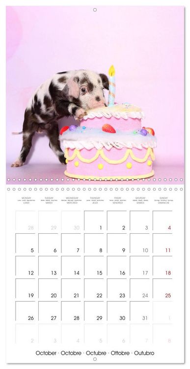 Produktbild: Sweet little piglets (Wall Calendar 2026 12 &times; 12 Inch) CALVENDO 12 Month Wall Calendar