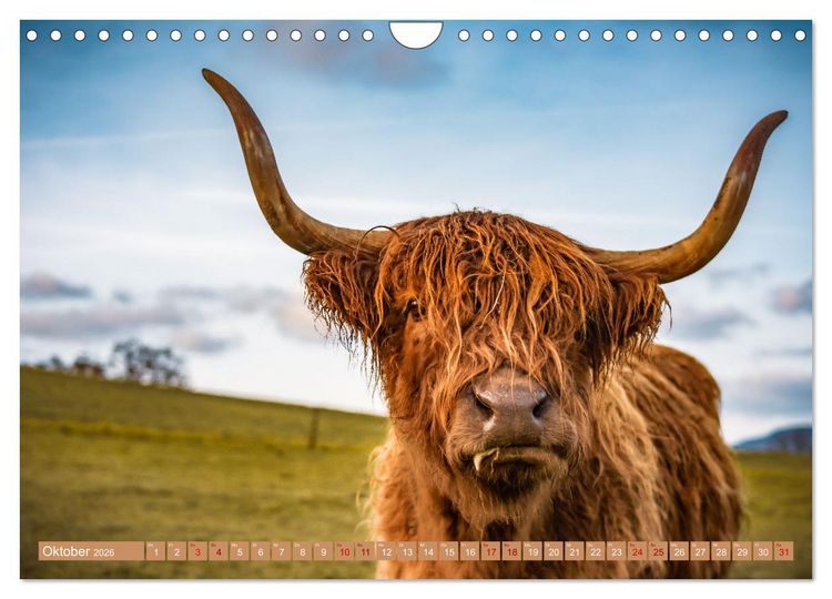 Produktbild: Mutterk&uuml;he (Wandkalender 2026 DIN A4 quer), CALVENDO Monatskalender