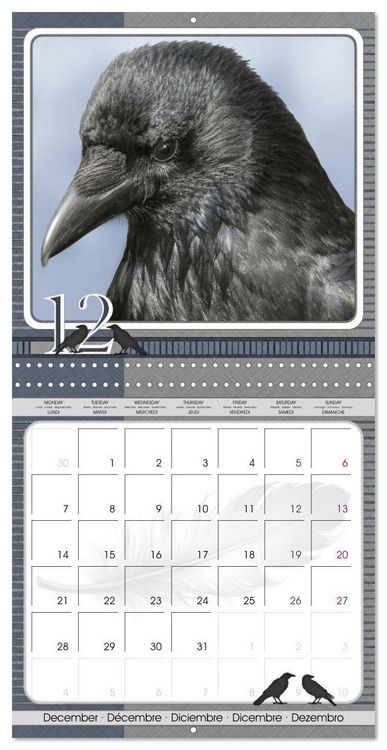 Produktbild: Saar, I: Crows. Portraits of Intelligence. Cleverly schedule