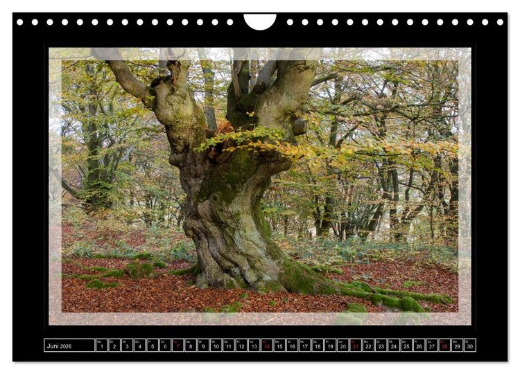 Produktbild: Zauberwald HALLOH (Wandkalender 2026 DIN A4 quer), CALVENDO Monatskalender
