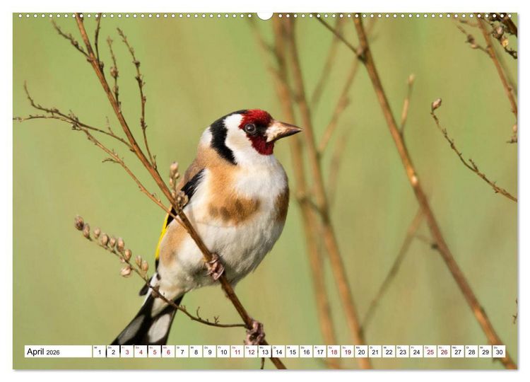 Produktbild: Sch&ouml;nheiten im Federkleid - Heimische Wildv&ouml;gel im Portrait (Wandkalender 2026 DIN A2 quer), CALVENDO Monatskalender