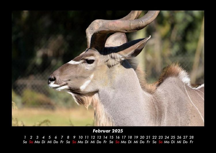 Produktbild: Tiere in der Wildnis 2025 Fotokalender DIN A3