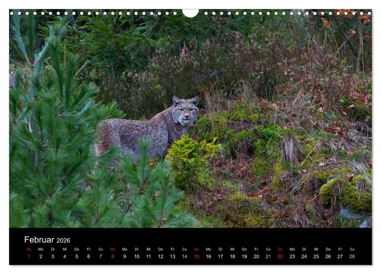 Produktbild: Der Luchs (Wandkalender 2026 DIN A3 quer), CALVENDO Monatskalender