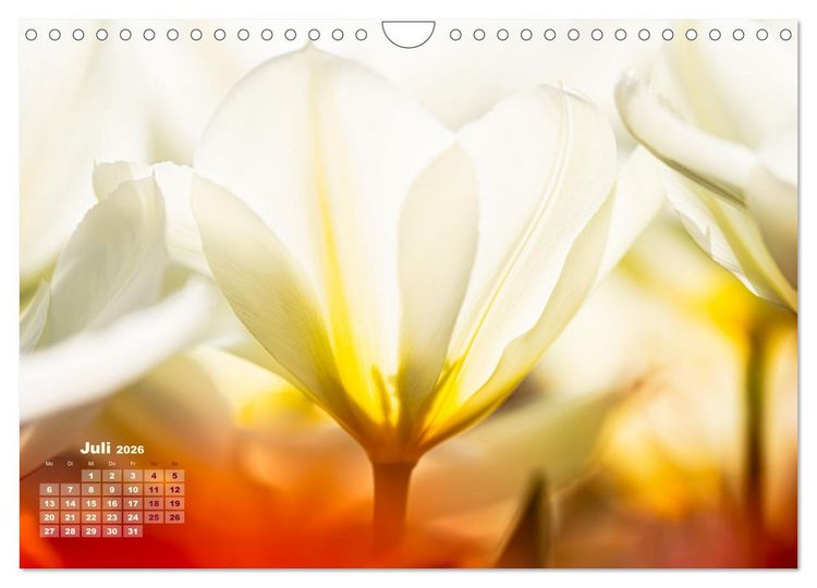 Produktbild: Fr&uuml;hlingstr&auml;ume in Wei&szlig; (Wandkalender 2026 DIN A4 quer), CALVENDO Monatskalender