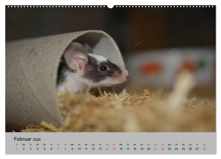 Produktbild: Mausebande (Wandkalender 2026 DIN A2 quer), CALVENDO Monatskalender