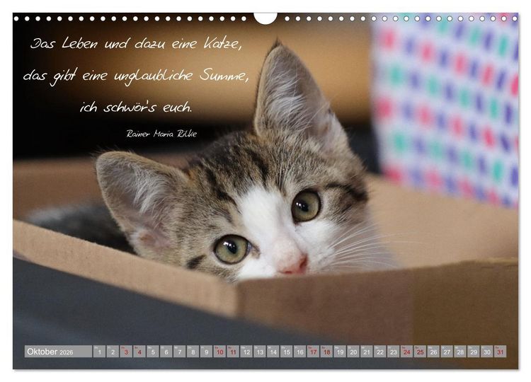 Produktbild: Katzenkinder - zauberhafte Wesen (Wandkalender 2026 DIN A3 quer), CALVENDO Monatskalender