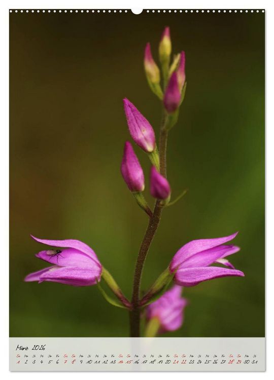 Produktbild: Florale Meisterwerke der Natur (hochwertiger Premium Wandkalender 2026 DIN A2 hoch), Kunstdruck in Hochglanz